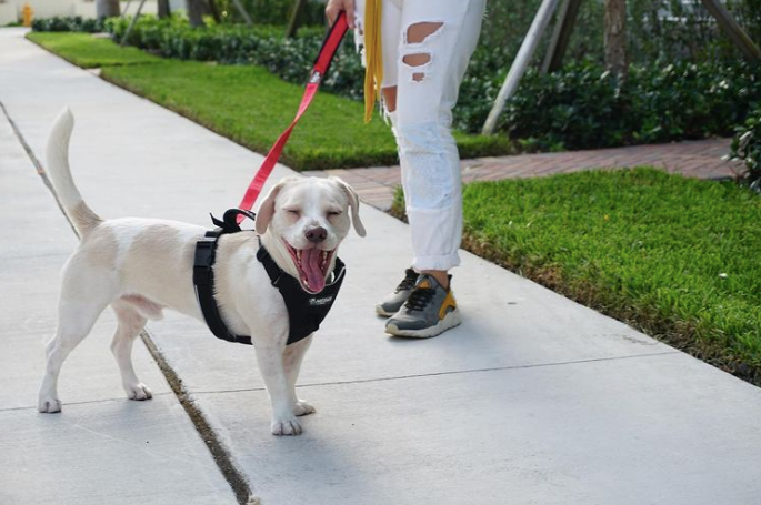 How to put sales on leash harness