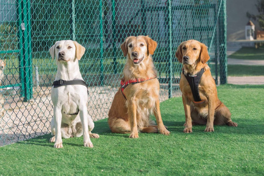 Best harnesses for labradors hotsell