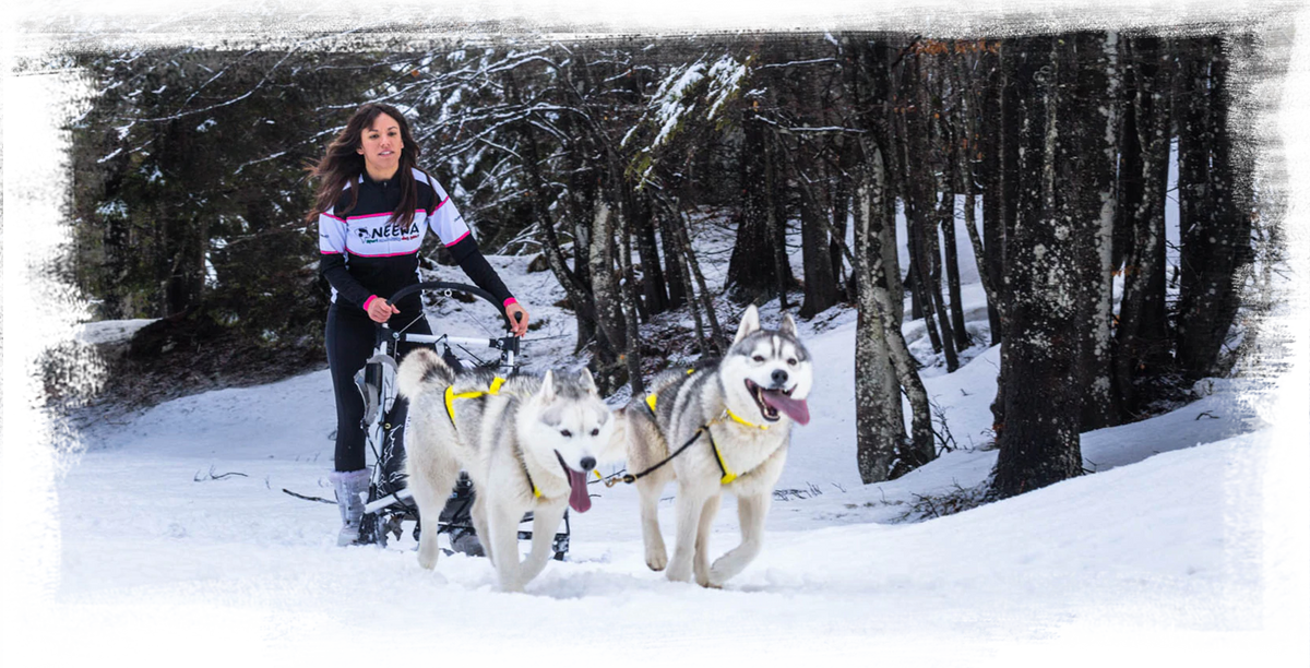 Dog Mushing Gear // Discover Our Complete Collection // Neewa™