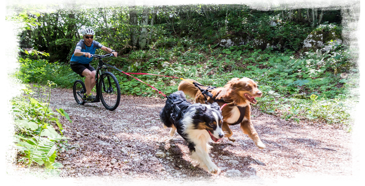 Dog Scooter Gear // Shop The Complete Collection // Neewa™