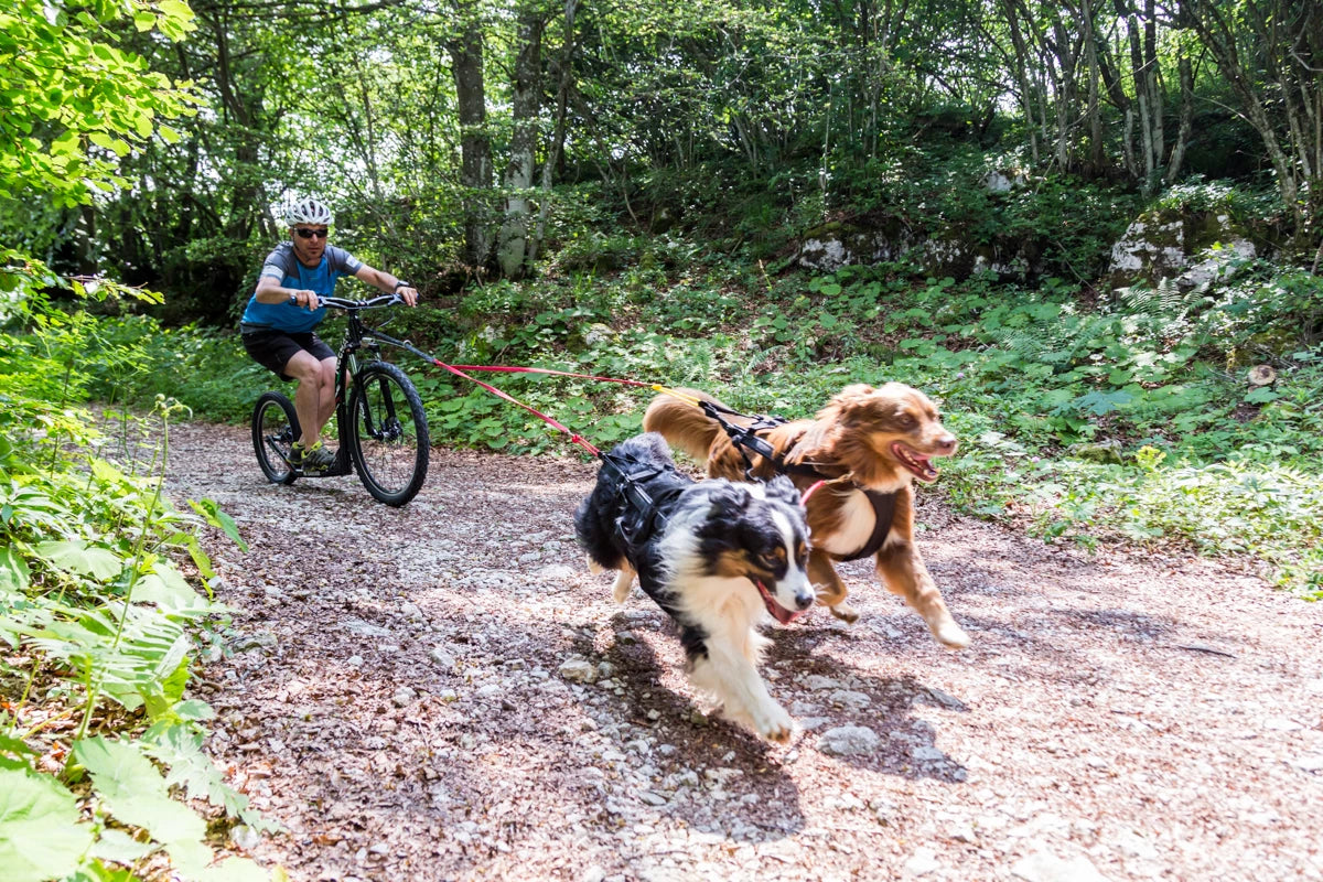 Bikejoring Gear // Shop 1 Bikejoring Equipment // Neewa™