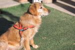 Load image into Gallery viewer, Sport Dog Harness
