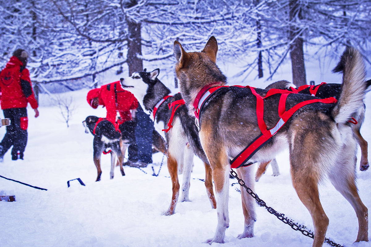 X-Back Dog Harness For Sledding, Racing, Mushing, Scootering Or Canicross
