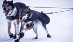 Load image into Gallery viewer, Snow Dog Coat - Dogs Mushing
