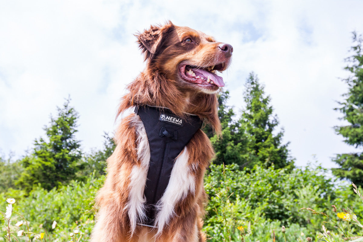 No Pull Dog Harness // Best Hiking Dog Harness // Neewa™