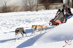 Load image into Gallery viewer, X-Back Racing Harness - Sled Dogs 3 - Neewa
