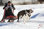Load image into Gallery viewer, X-Back Racing Harness - Sled Dogs - Neewa
