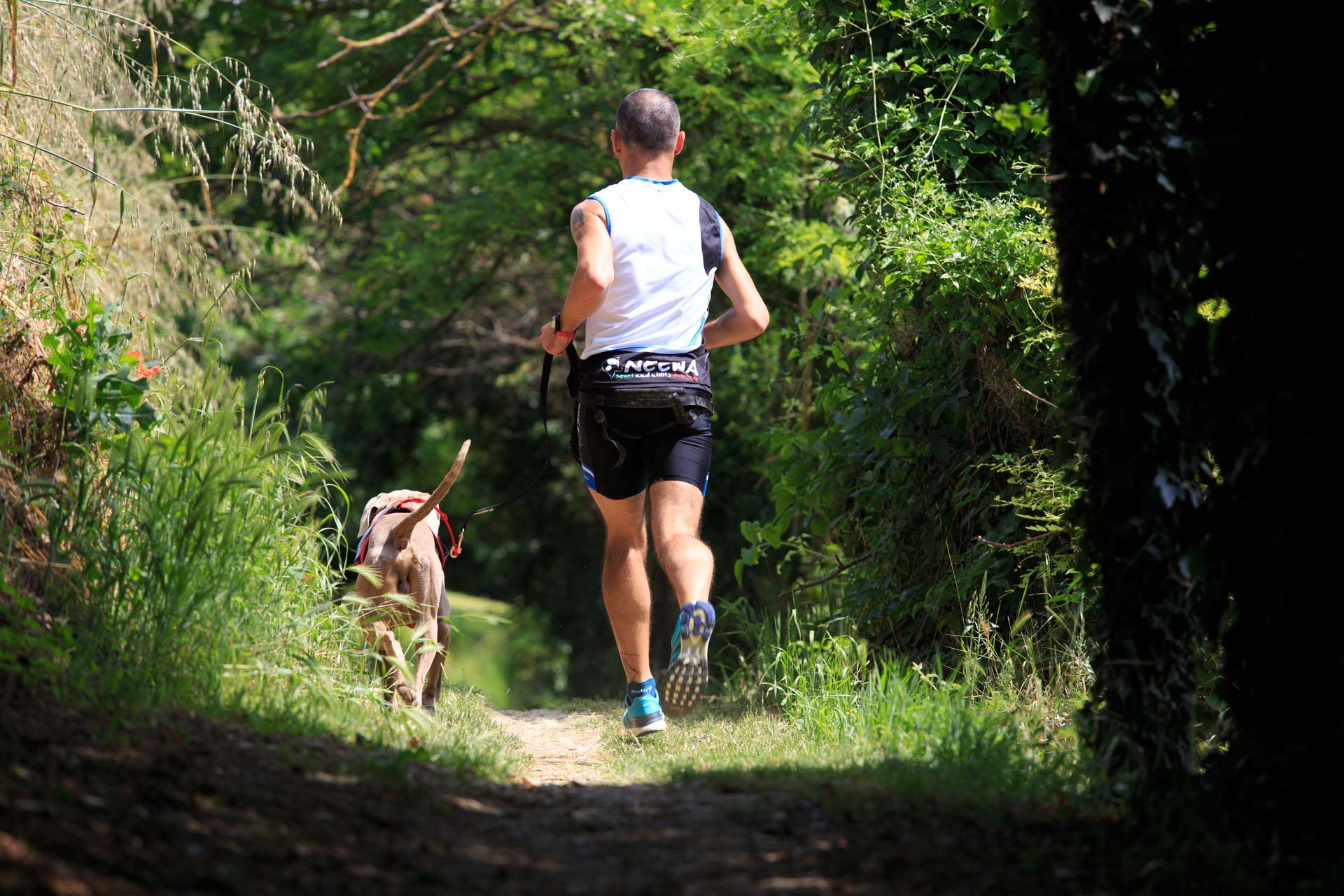 Best 10 Pieces Of Dog Exercise Equipment