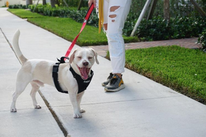 How to Put on a Dog Harness: A Step-By-Step Guide