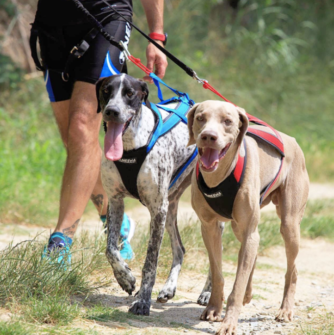 How Often Do You Walk Your Dog?