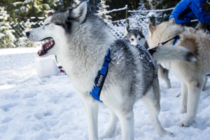 Best Sled Dog Harness Selection