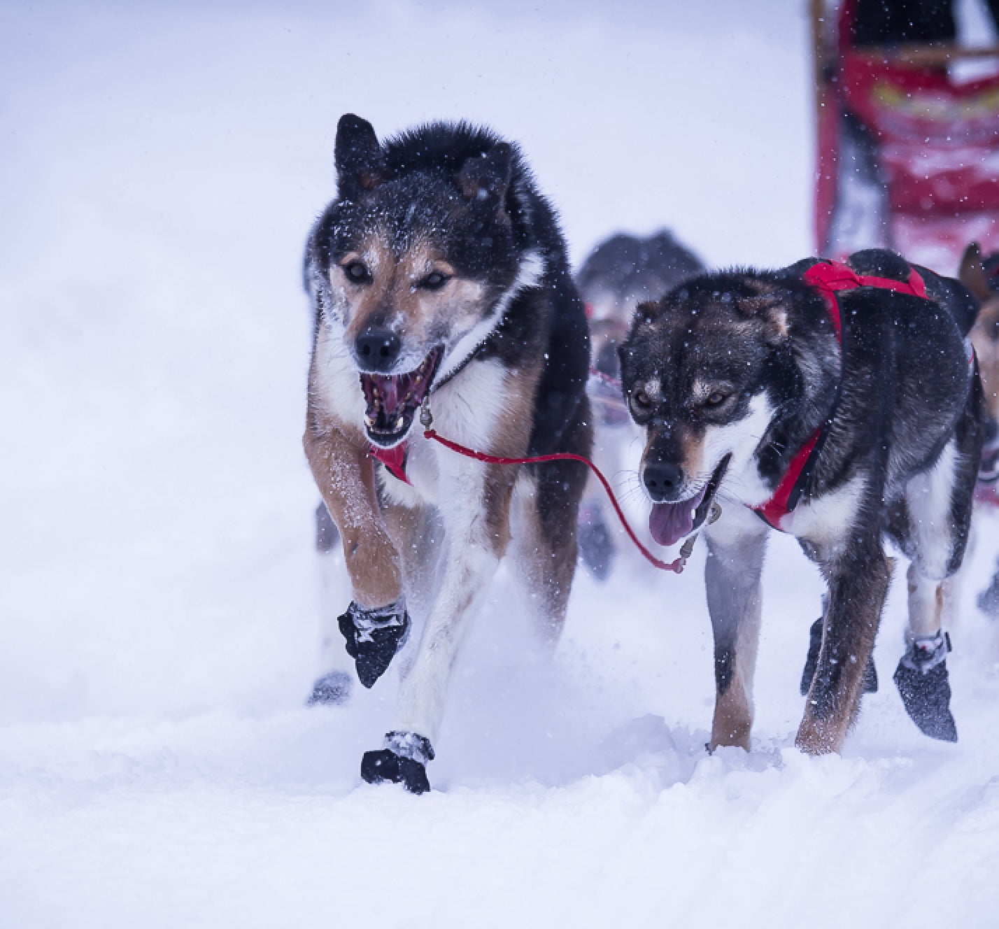 Elevate Your Husky's Agility: Tips and Tricks for Peak Performance