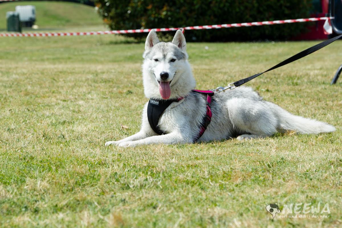 How to find the right dog harness for an Alaskan Husky?