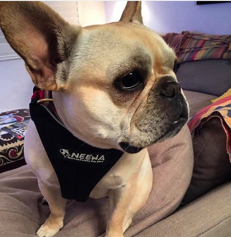 The Pros and Cons of French Bulldogs and Harness Recommendations
