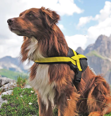 The Best Dog Harness For Large Dogs