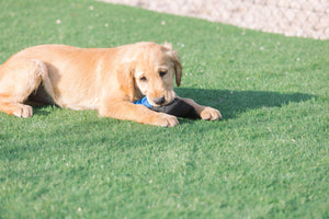 Keeping Your Labrador Healthy and Active: Preventing Back Problems in Older Age