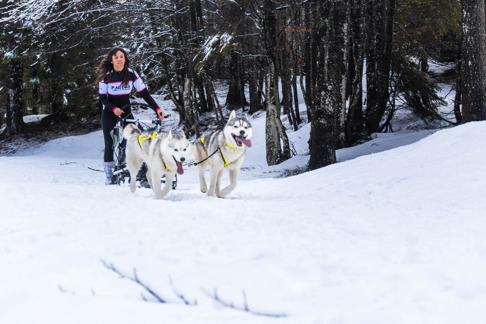 Sled Dog Commands: Learn What The Mushing Terminology Really Means