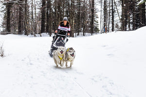 Dog Skiing: 7 Tips For Skiing With Your Dog