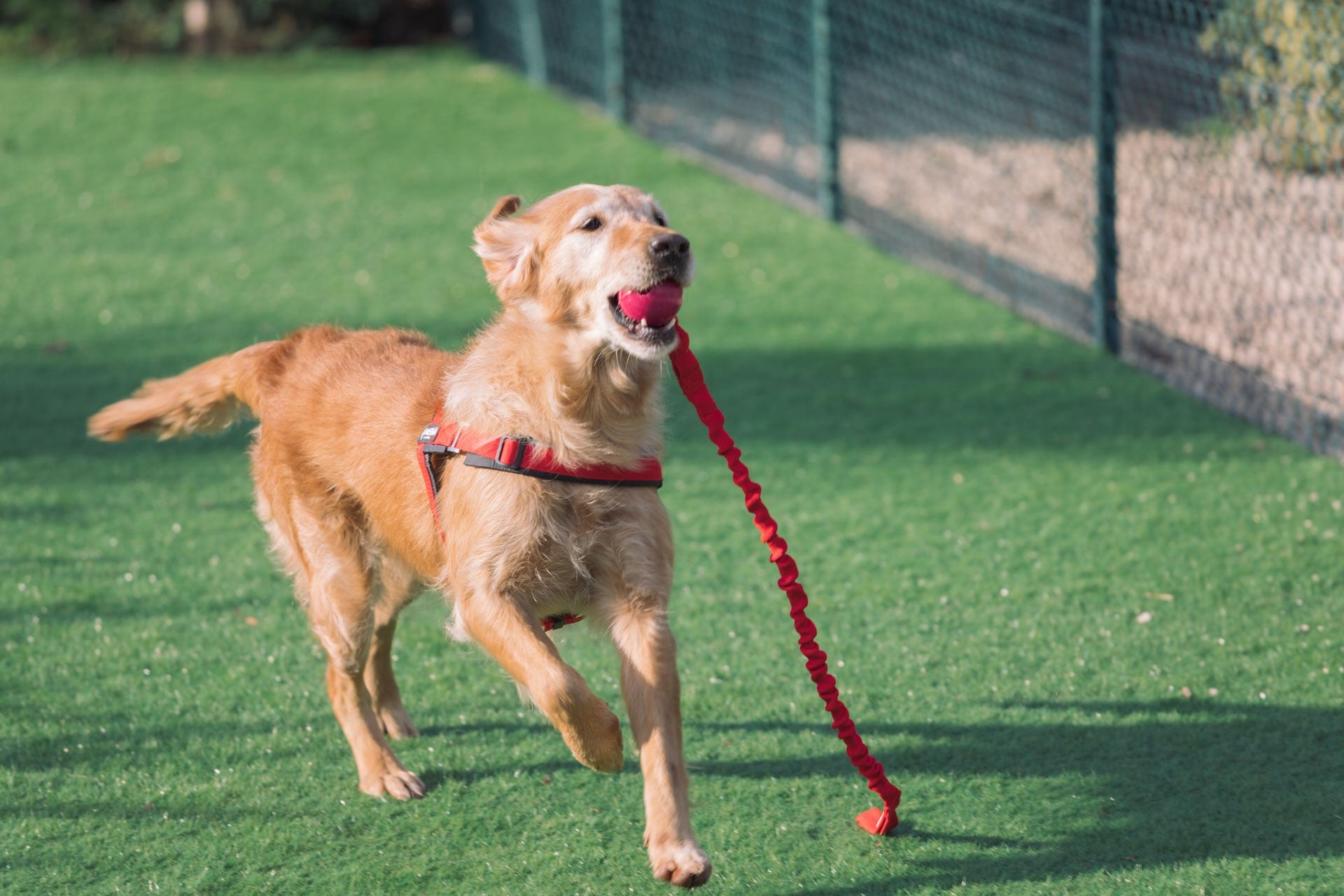 Why Your Dog Licking Its Paws May Signal Allergy Issues