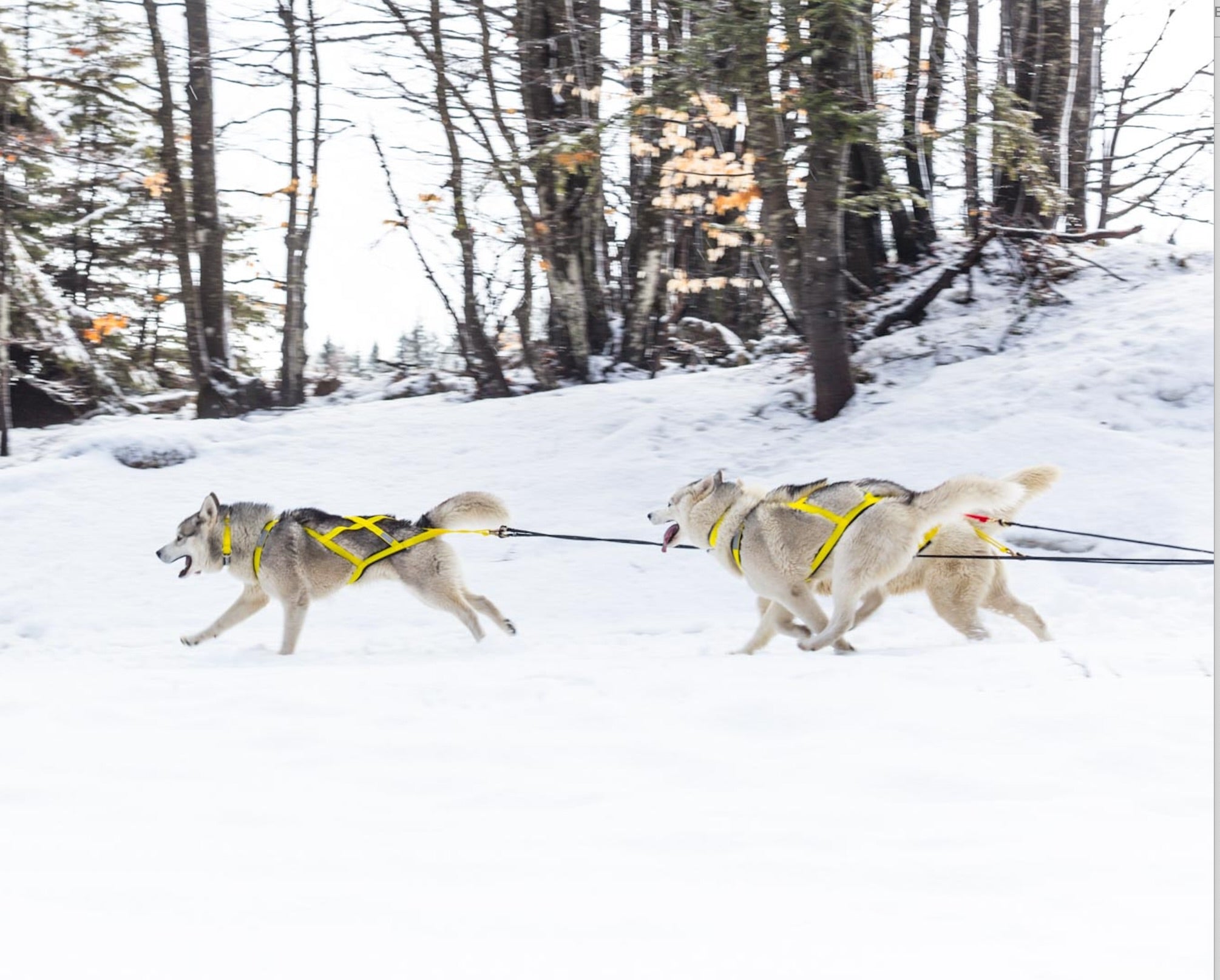 Physical Training for Your Husky: Exercises and Training Routines for Sled Pulling