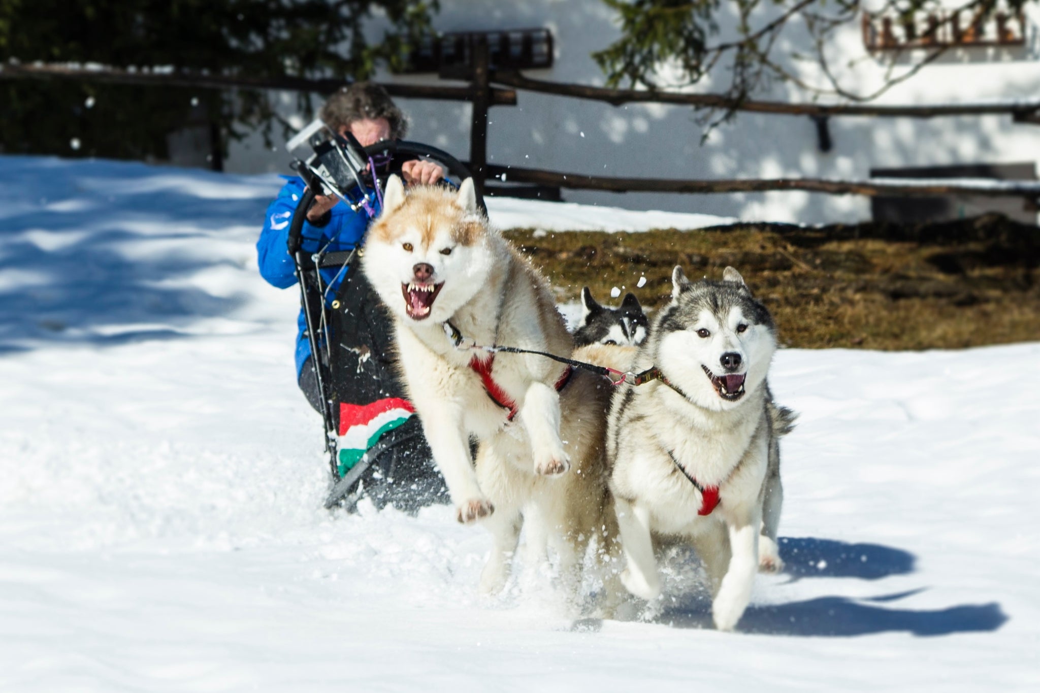 Champion Stories: Husky Heroes of Sled Pulling and Their Journey to the Top