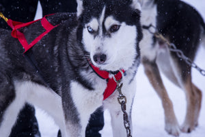 Advanced Dog Sledding Techniques: Boosting Performance in Competitions