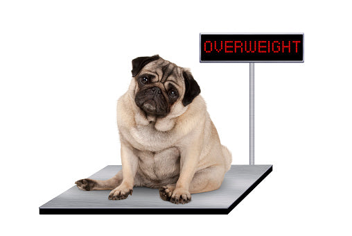 What risk for an overweight dog? A balance between diet and exercise