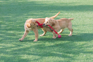 The Importance of Socializing Your Dog: Tips and Strategies