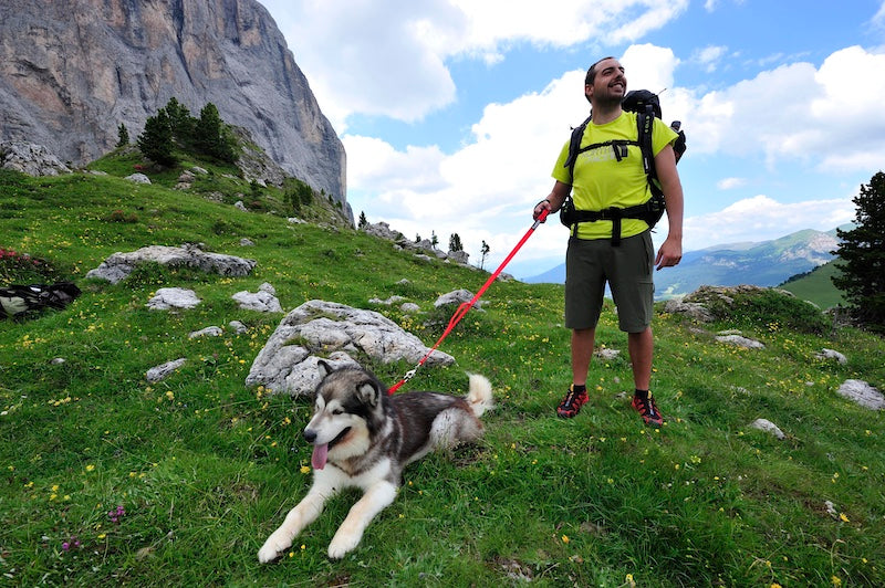 Discover the Ultimate Hiking Companion: Top Dog Breeds for Outdoor Adv