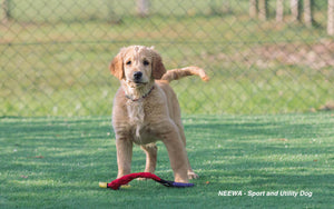 Decoding Your Dog's Body Language: Understanding Their Moods and Needs