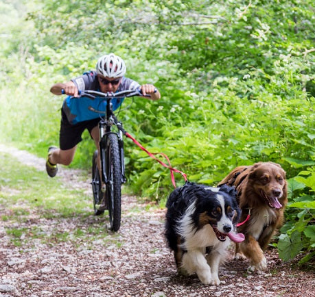 Urban Mushing: Exploring the City with Your Dog and a Scooter