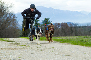 Bikejoring Basics: A Guide to Safe and Fun Biking with Your Dog