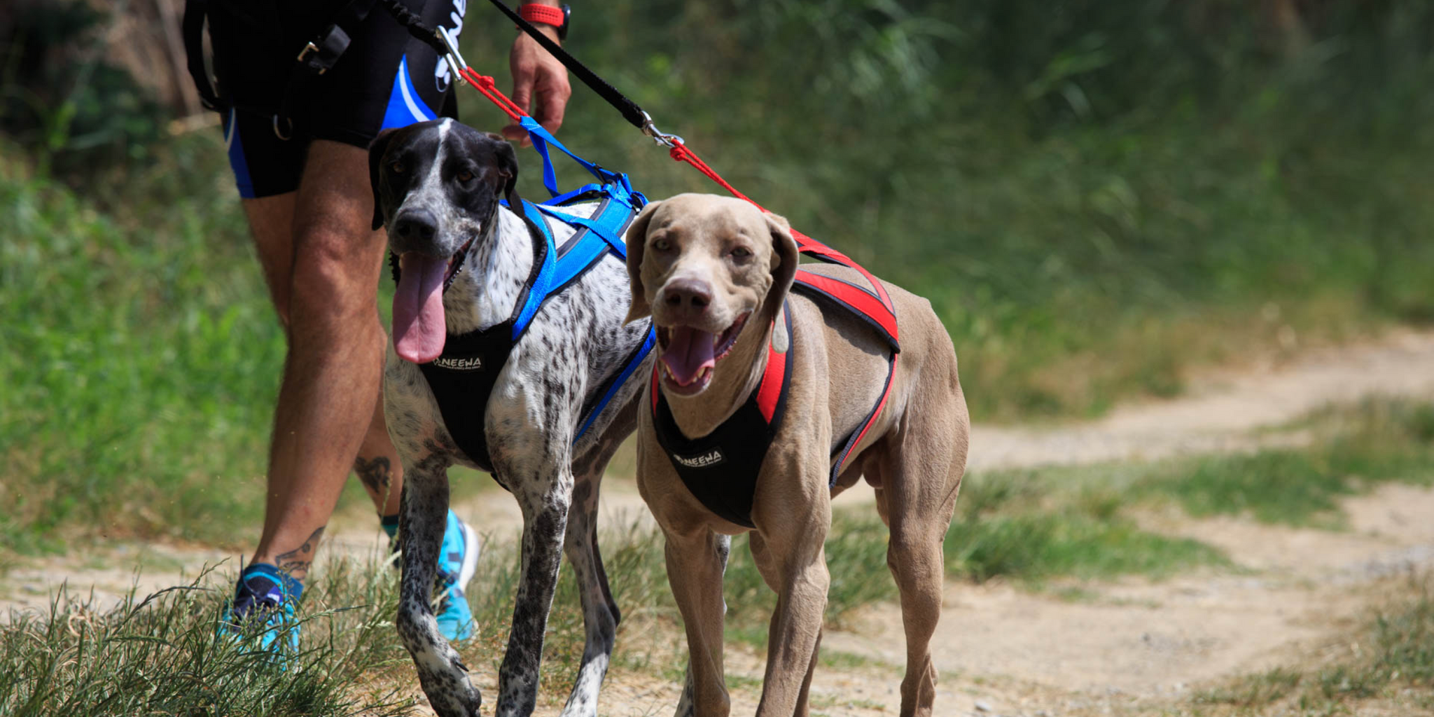 Small Dog Harness vs Large Dog Harness: What’s the difference?