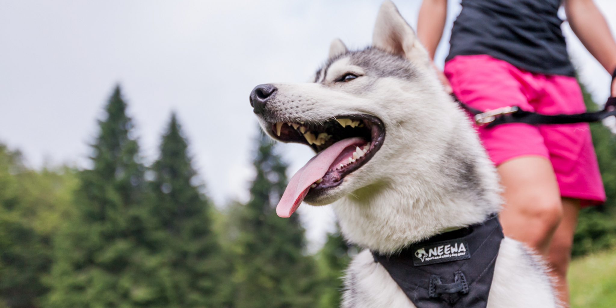 Easy Walk Dog Harness: The Ultimate Guide