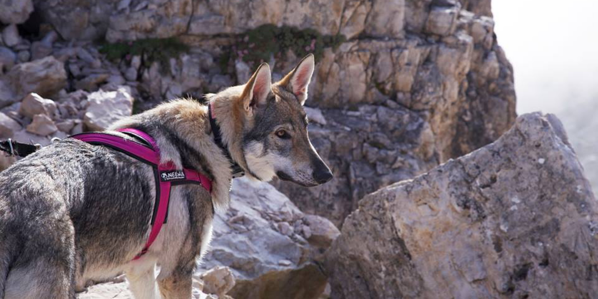 8 Dog Harnesses for Happy, Healthy Pooches