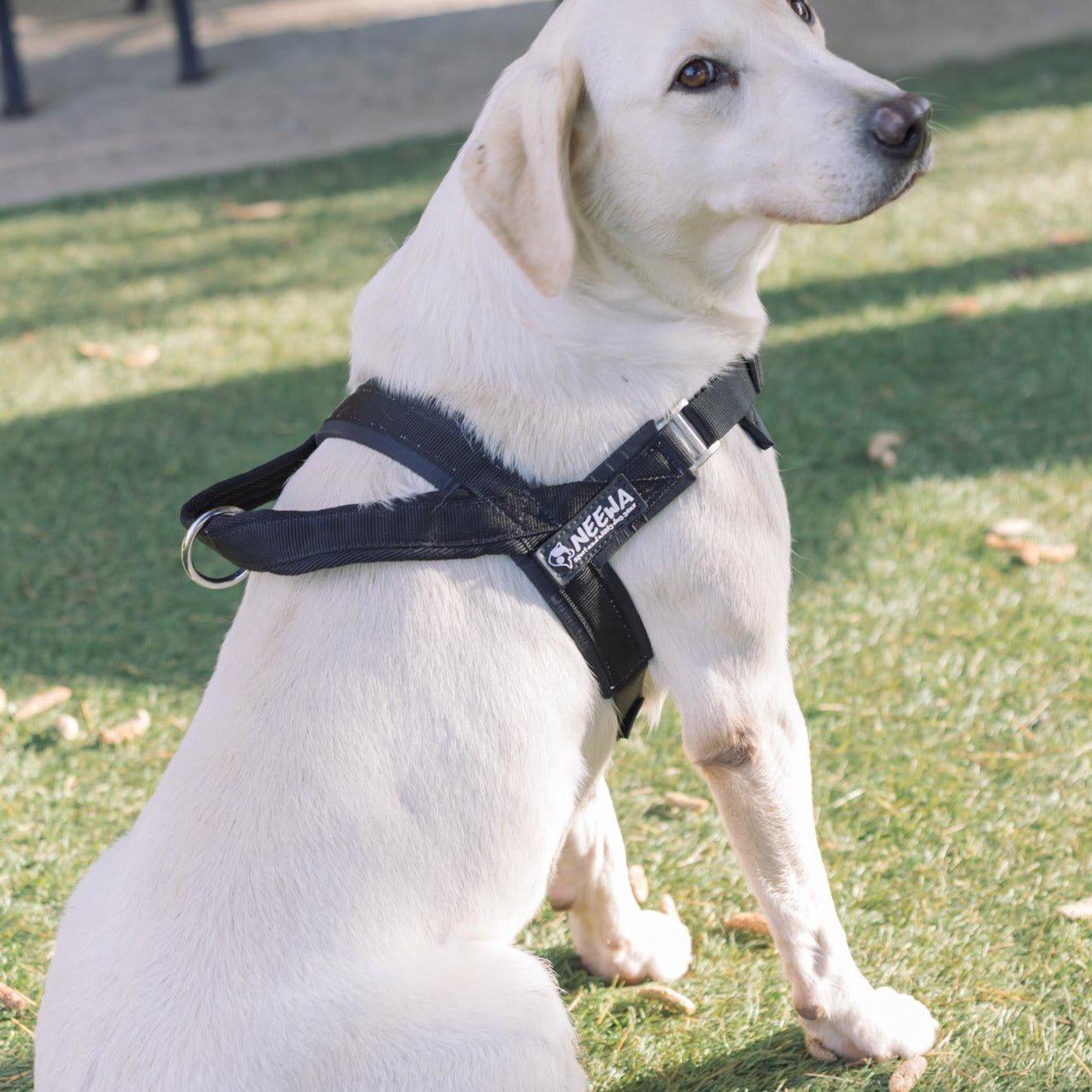 Sport Dog Harness