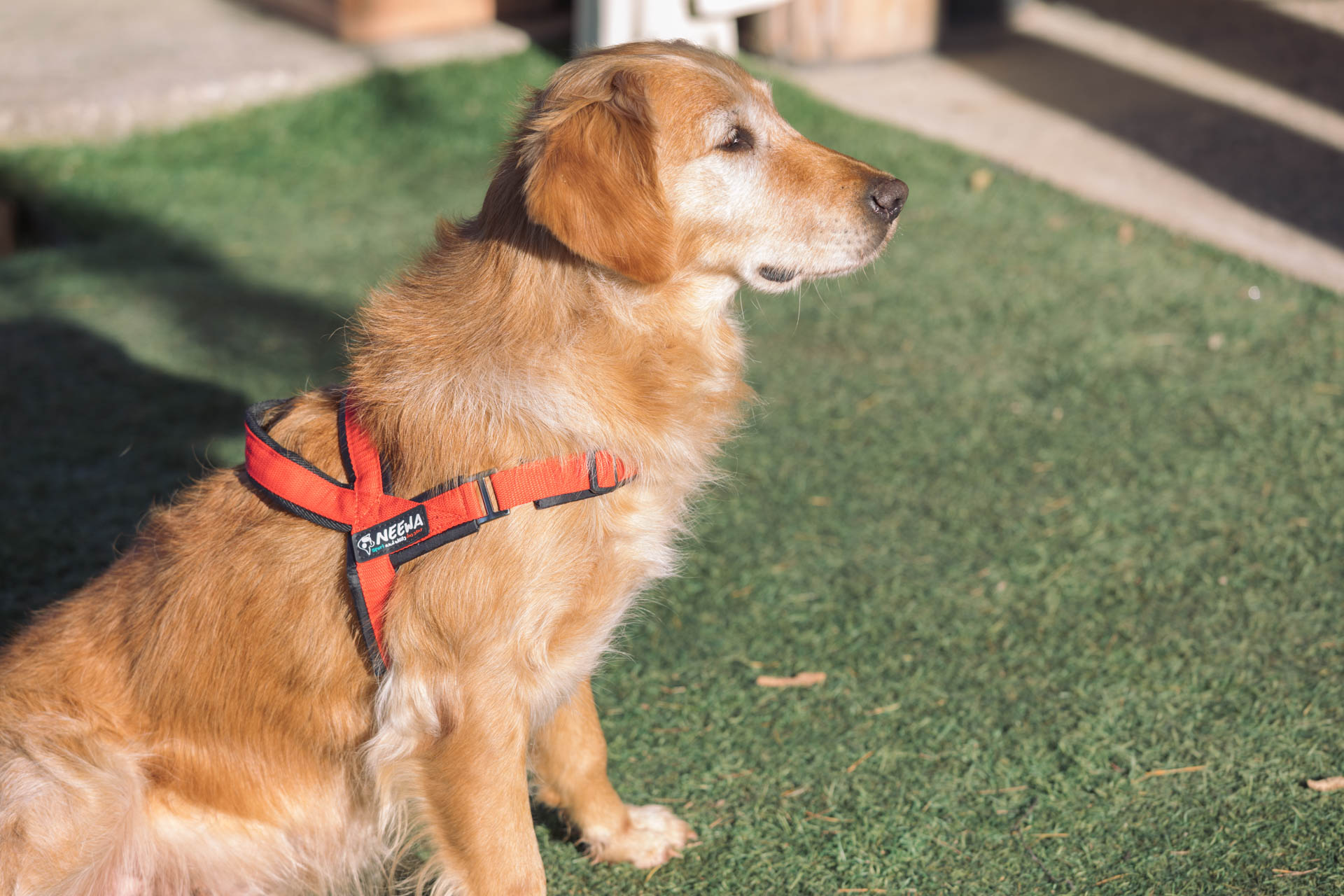 Neewa Top Adjustable Harness // Perfect for Dog Sports // Neewa™