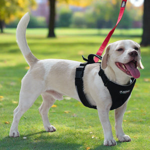 No Pull Dog Harness & Leash Set - Step-In Breathable Cotton Harness With Poop Bag Holder, Adjustable For Small To Large Dogs