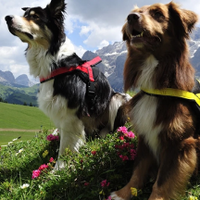 Dog Harnesses