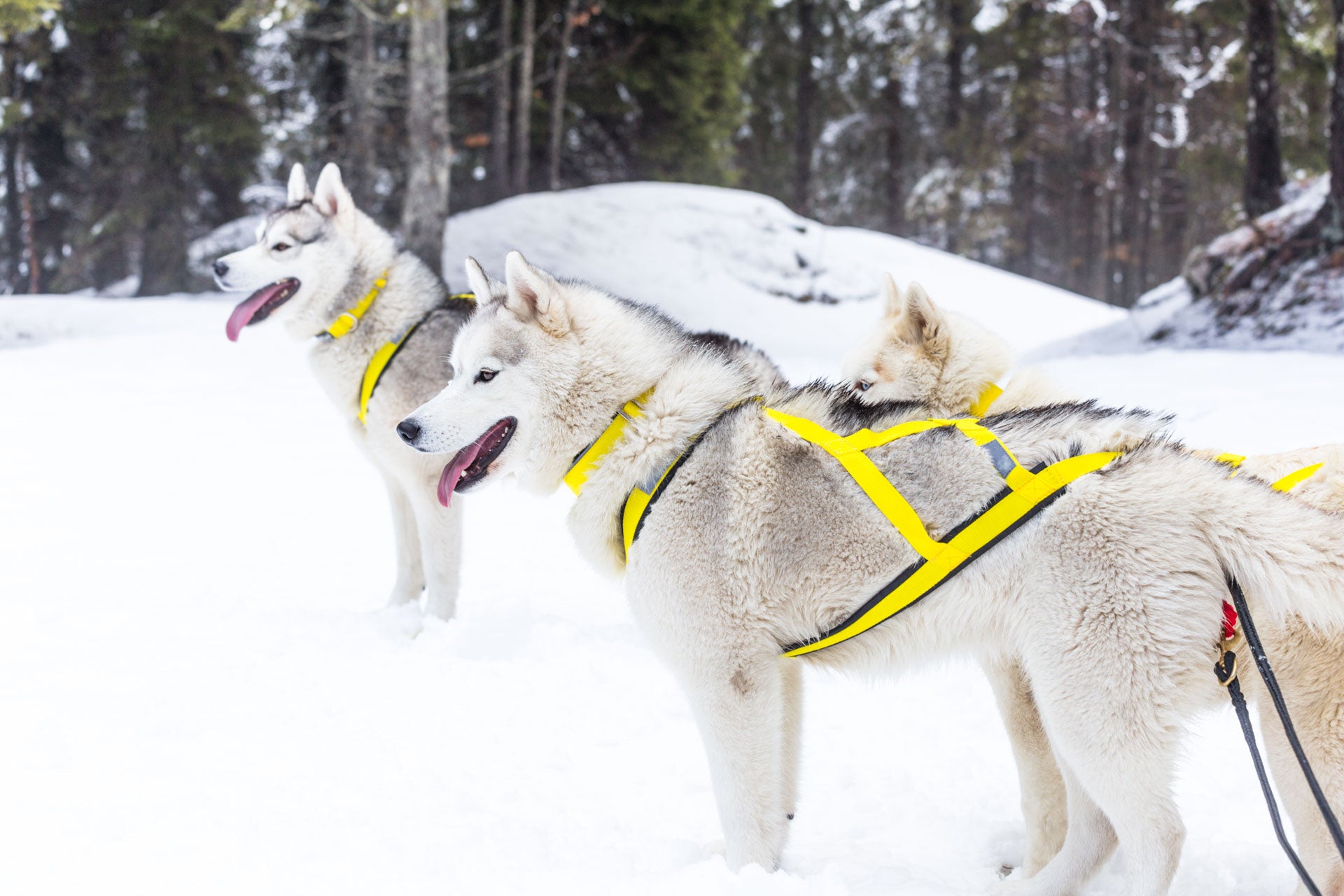 Pro Sled Dog Harness