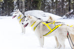 Load image into Gallery viewer, Pro Sled Dog Harness
