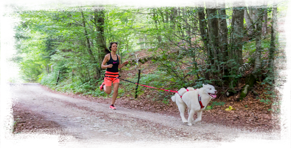 Neewa canicross jogging clearance belt