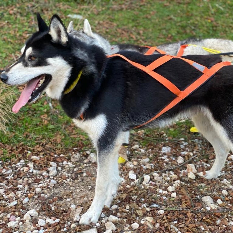 Neewa Sled Pro X-Back Dog Harness For Pulling - Husky, Malamute & Nordic Breeds (Medium, Blue)