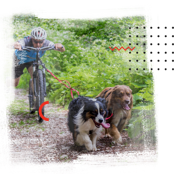What Is Bikejoring The Ultimate Guide To Dog Bikejoring