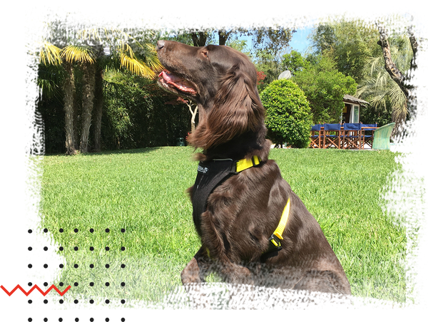 Elma shop dog sales harness