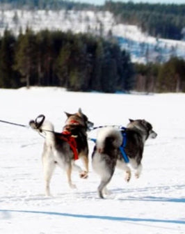 Skijoring