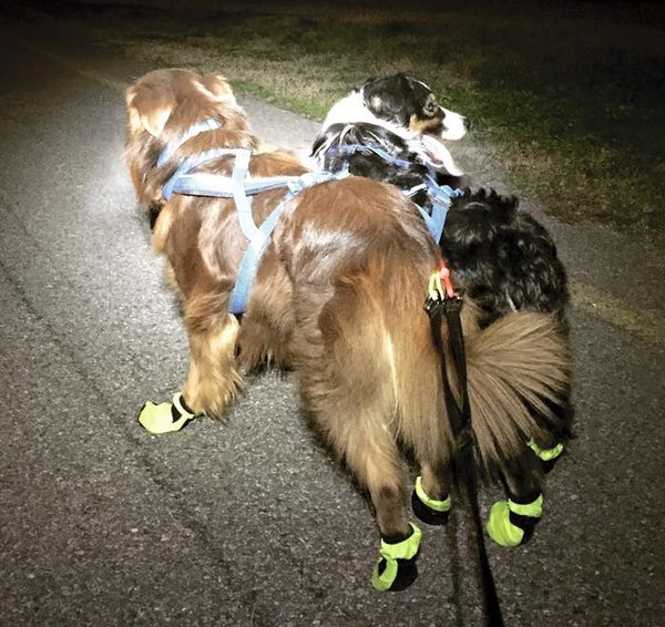Snow Dog Boots Best Dog Boots For Winter Neewa