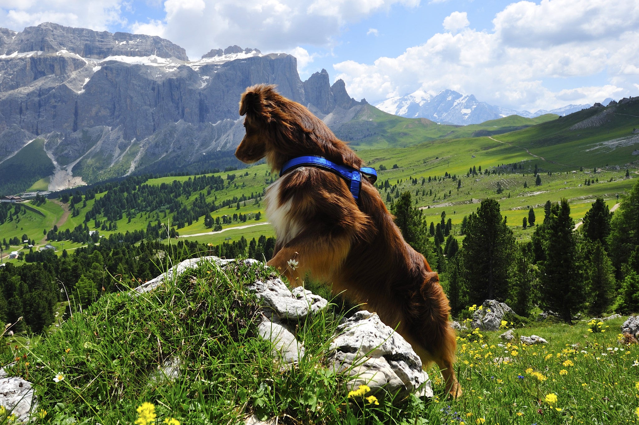 Sport Dog Harness