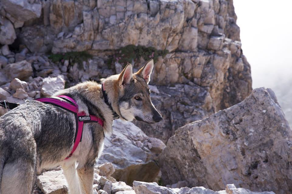 Sport Dog Harness