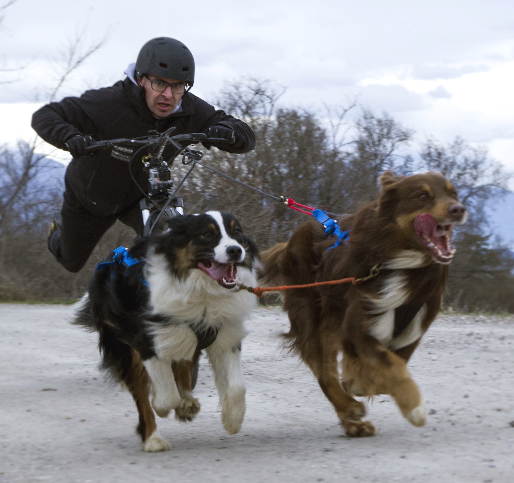 Adjustable Racing Harness for dog sports activities